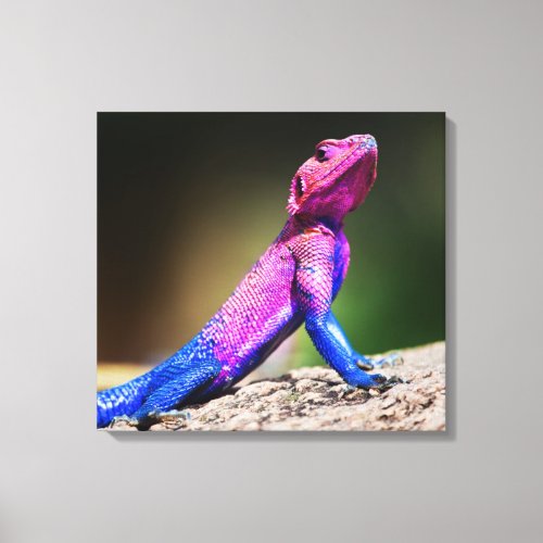 The Mwanza Flat_headed Agama on rock Canvas Print