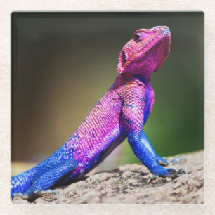 The Mwanza Flat-headed Agama on rock Glass Coaster
