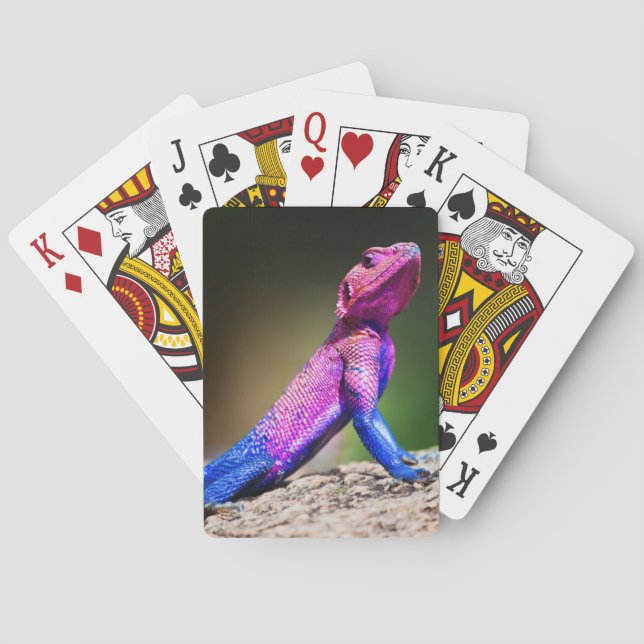 The Mwanza Flat-headed Agama on rock Poker Cards (Back)
