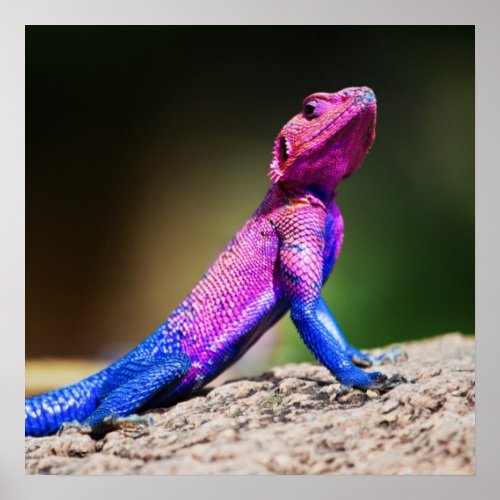 The Mwanza Flat_headed Agama on rock Poster