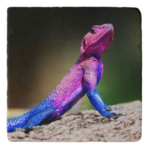 The Mwanza Flat_headed Agama on rock Trivet