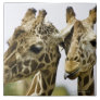 The name giraffe is derived from the Arab word Ceramic Tile