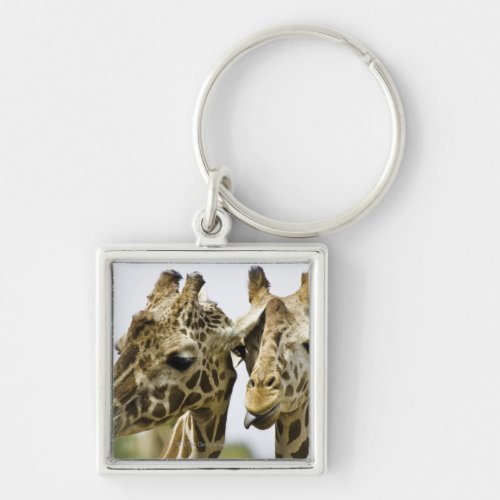 The name giraffe is derived from the Arab word Keychain