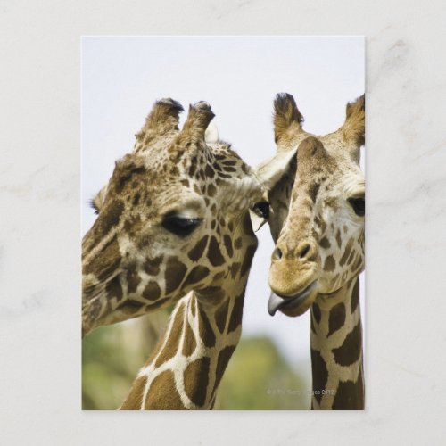 The name giraffe is derived from the Arab word Postcard