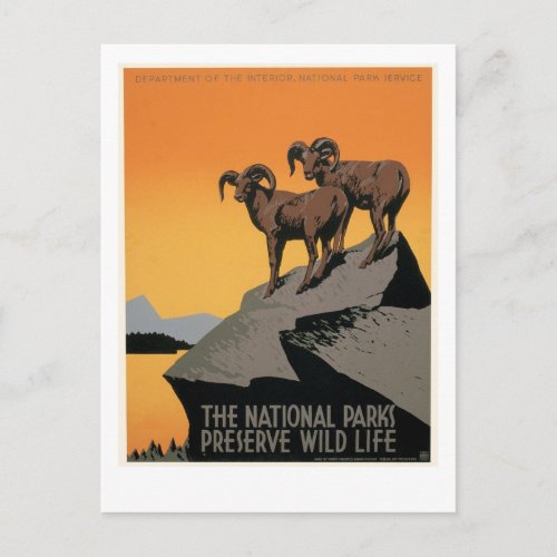 The National Parks Preserve Wildlife Postcard