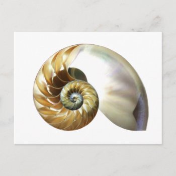 The Nautilus Shell Postcard by super_cool at Zazzle