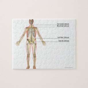 The Nervous System 2 Jigsaw Puzzle
