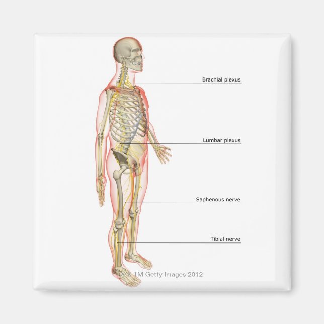 The Nervous System 3 Magnet (Front)