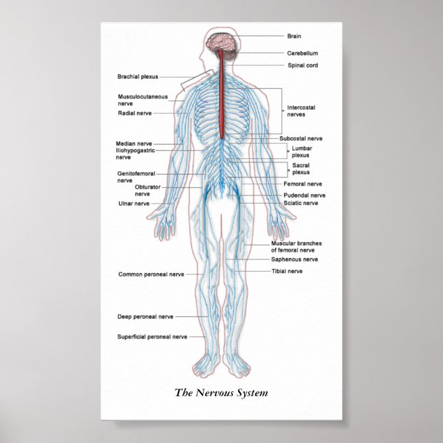 The Nervous System Poster (Front)