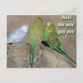 The New Guy Postcard