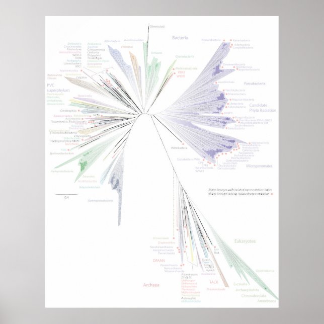 The New Tree Of Life Poster (LARGE) (Front)