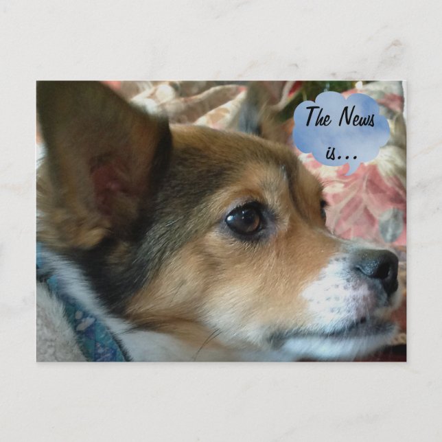 The News Dog Postcard (Front)