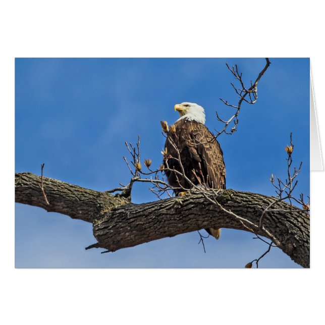 The Noble Bald Eagle Cards (Front Horizontal)