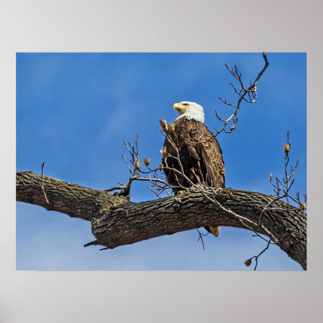 The Noble Bald Eagle Poster (Front)