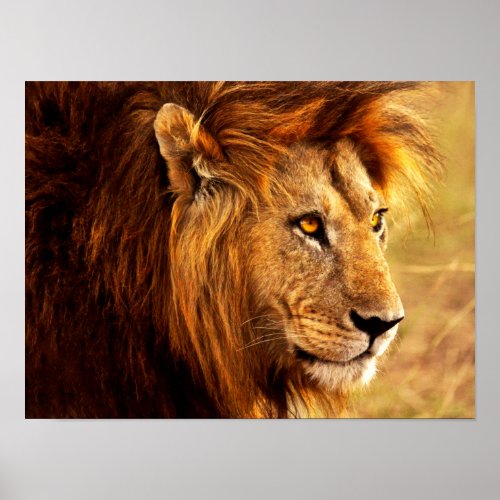 The Noble Lion Photograph Poster