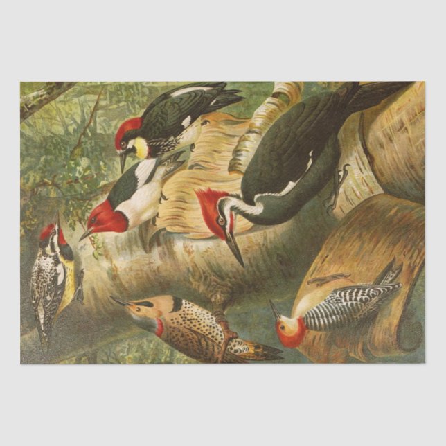 The North American Bird World 1891 illustration Tissue Paper (Front)