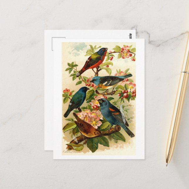 The North American Bird World, Gustav Mützel Postcard (Front/Back In Situ)
