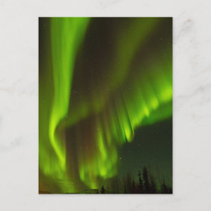 The Northern Lights   Fairbanks, Alaska Postcard