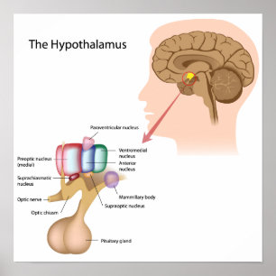 The nuclei of the hypothalamus Poster