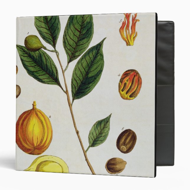 The Nutmeg, plate 353 from 'A Curious Herbal', pub Binder (Front/Inside)