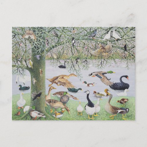 The Odd Duck Postcard