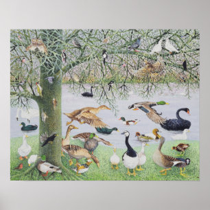 The Odd Duck Poster