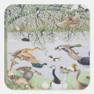 The Odd Duck Square Sticker