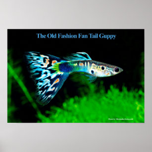 The Old Fashion Fan Tail Guppy のポスター Poster