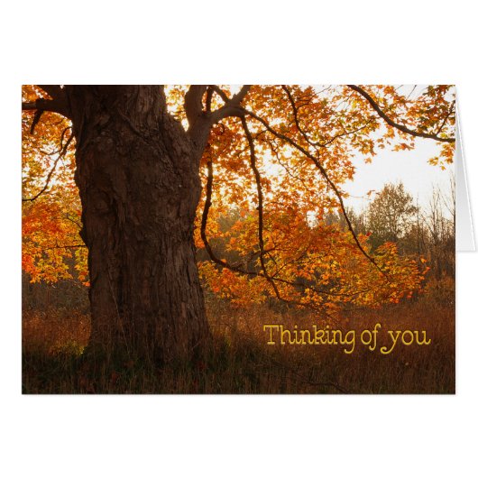 The Old Oak Tree Cards (Front Horizontal)
