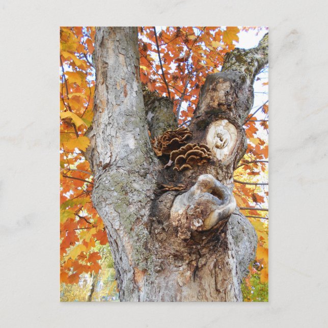 The Old Tree Postcard (Front)