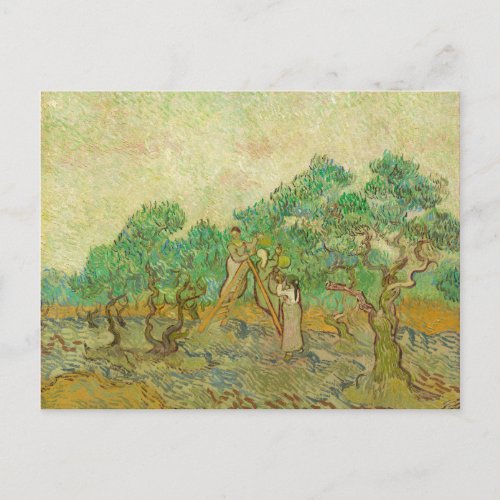 The Olive Orchard by van Gogh Postcard