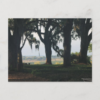 The Orange Grove Past the Oak Trees Postcard