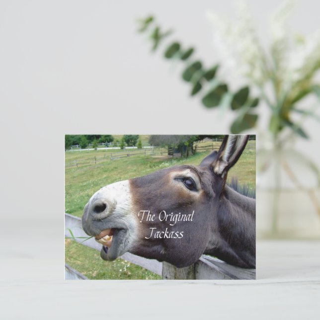 The Original Jackass Funny Donkey Mule Farm Animal Postcard | Zazzle
