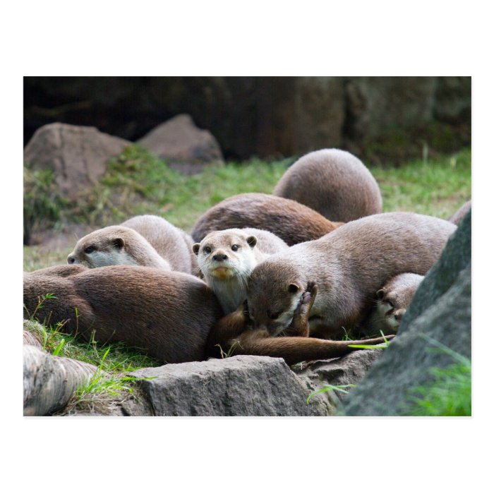 The otter family postcards
