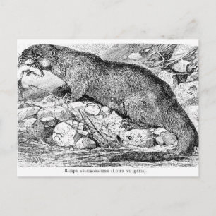 The Otter Postcard