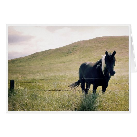 The Paint Horse Cards (Front Horizontal)