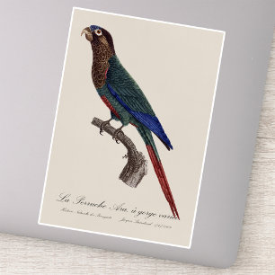 The Painted Parakeet, Pyrrhura Picta Sticker