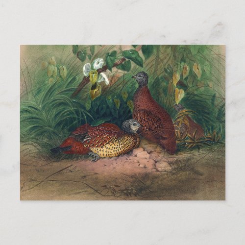 The Painted Spur_Fowl by Joseph Wolf Postcard