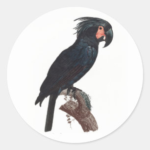 The Palm Cockatoo, Probosciger aterrimus Parrot Classic Round Sticker
