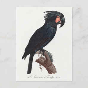 The Palm Cockatoo, Probosciger aterrimus Parrot Postcard