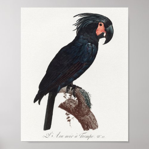 The Palm Cockatoo Probosciger aterrimus Parrot Poster