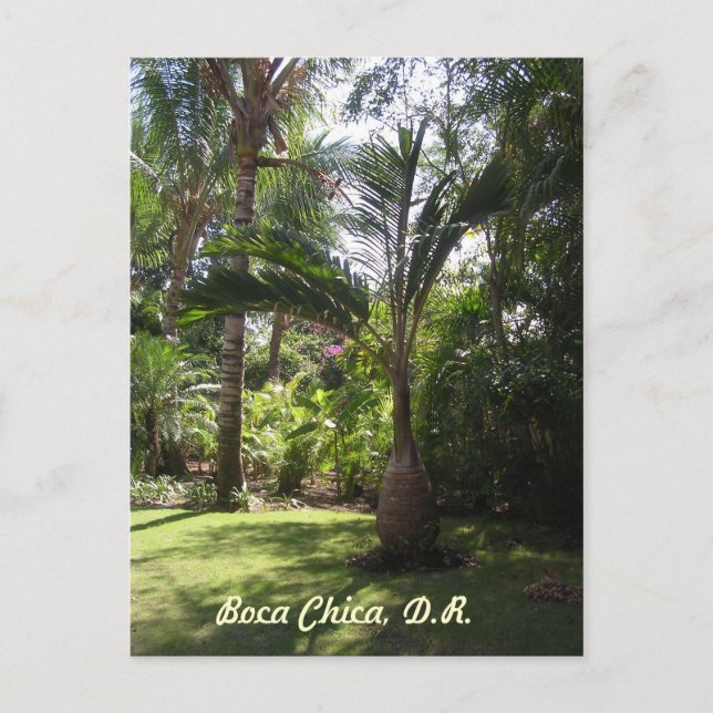 The Palms of Boca Chica Postcard (Front)