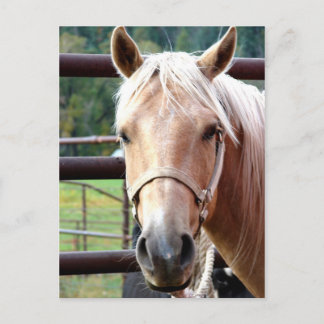 The Palomino Look Postcard
