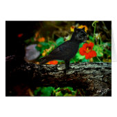 The Panthraven (Front Horizontal)