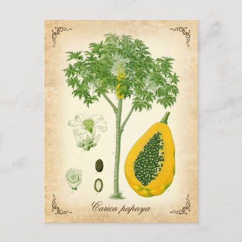 The Papaya _ Vintage Illustration Postcard