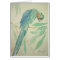 The Parrot