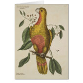 "The Parrot of Paradise" (Front)