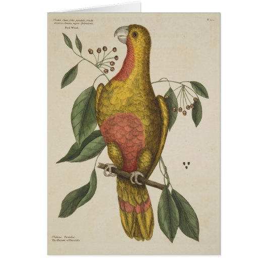 "The Parrot of Paradise" Cards (Front)