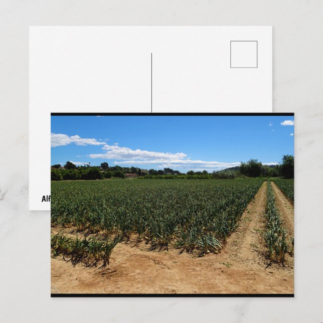 The Path Through the Onion Field Postcard (Front/Back)