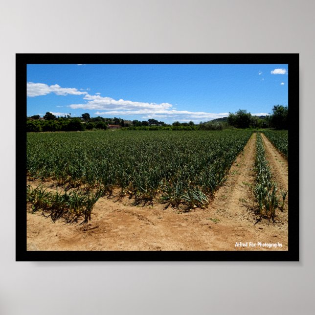 The Path Through the Onion Field Poster (Front)